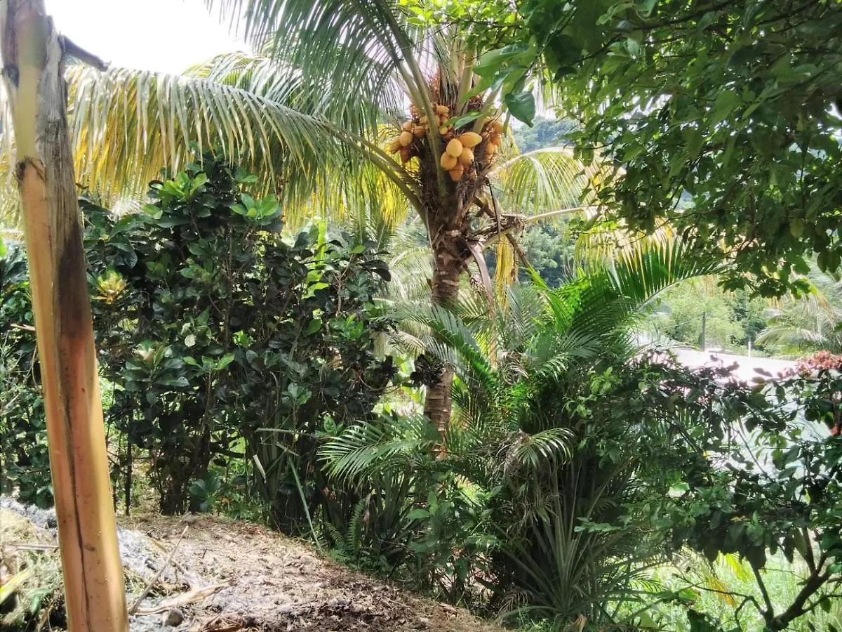 Ian Creole Garaden Cottages Roseau Dominica